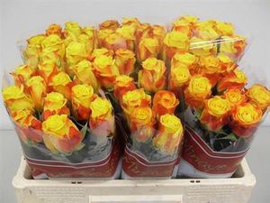 ROSE CANDLE LIGHT KENIA 60